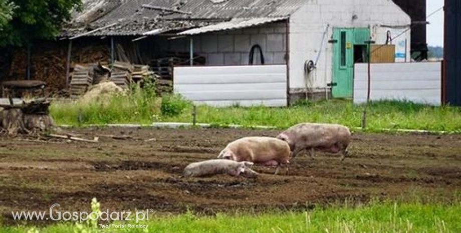 Modernizacja gospodarstw rolnych. Jak do tej pory rolnicy złożyli 20 wniosków o wsparcie