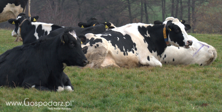 Produkcja kiszonki z kukurydzy