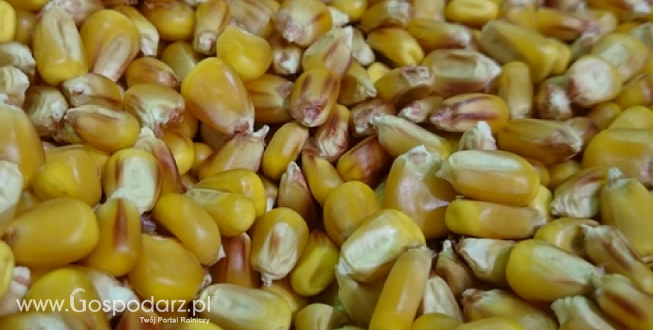 Korekta prognoz zbiorów zbóż