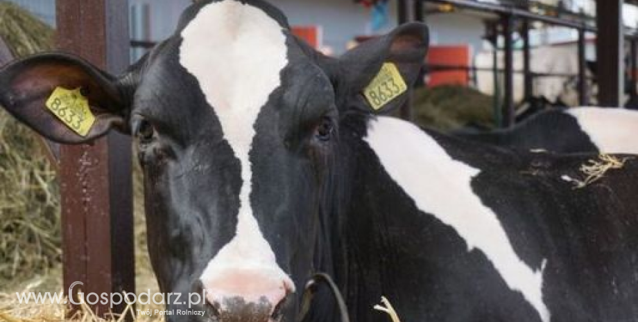 List związków i organizacji rolniczych do komisarza Hogana ws. sytuacji na rynku mleka