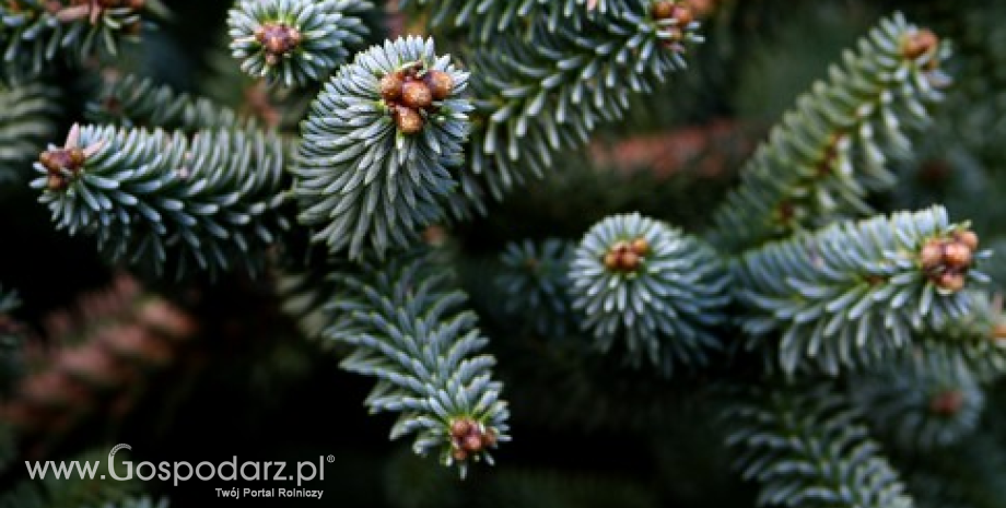 Świąteczne dylematy z choinką. Sztuczna czy naturalna?