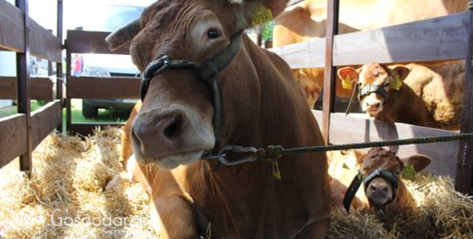 Chiny będą rozwijać produkcję mięsa halal