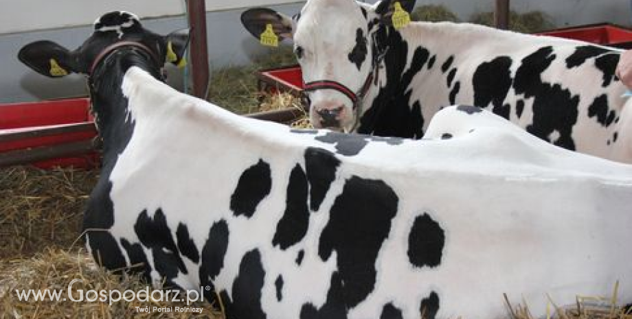 Ceny żywca wieprzowego, wołowego i drobiowego w Polsce (04-10.11.2013)