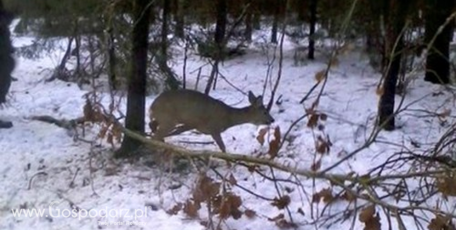 Leśnicy z nadleśnictwa Łomża na tropie kłusowników