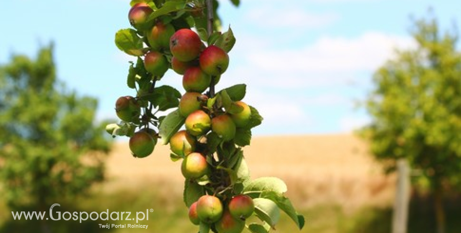 Ceny jabłek w Polsce (1-8.04.2014)