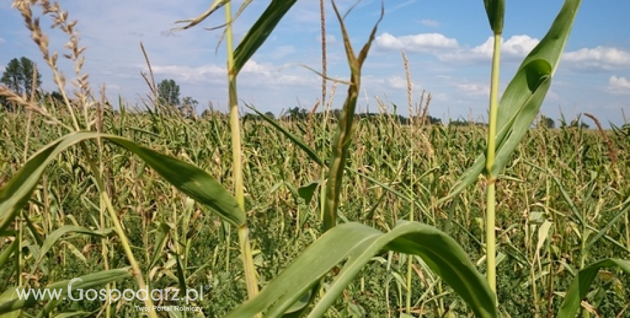 Spadają prognozy zbiorów kukurydzy w UE - listopadowe szacunki USDA