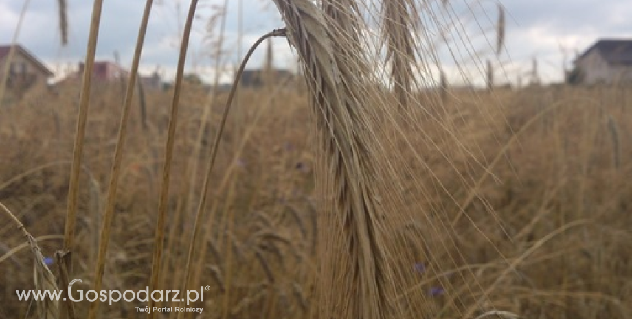 Ceny zbóż w punktach skupu (12-19.10.2014)