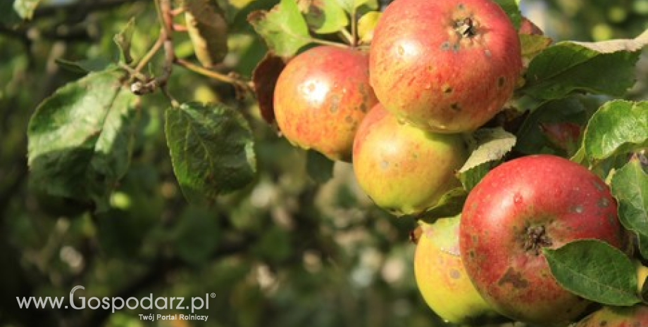 Wysokie zapasy jabłek. Poszukiwania nowych rynków zbytu dla owoców z UE
