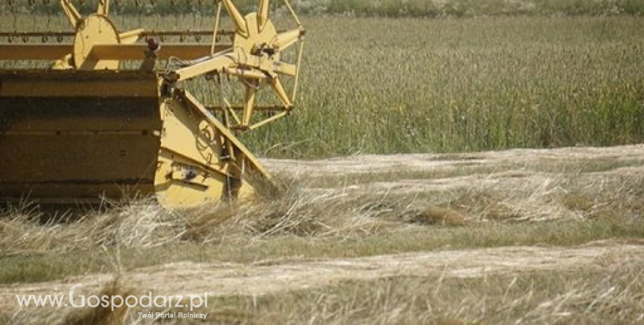 Żniwa na Ukrainie przebiegają sprawniej niż rok temu