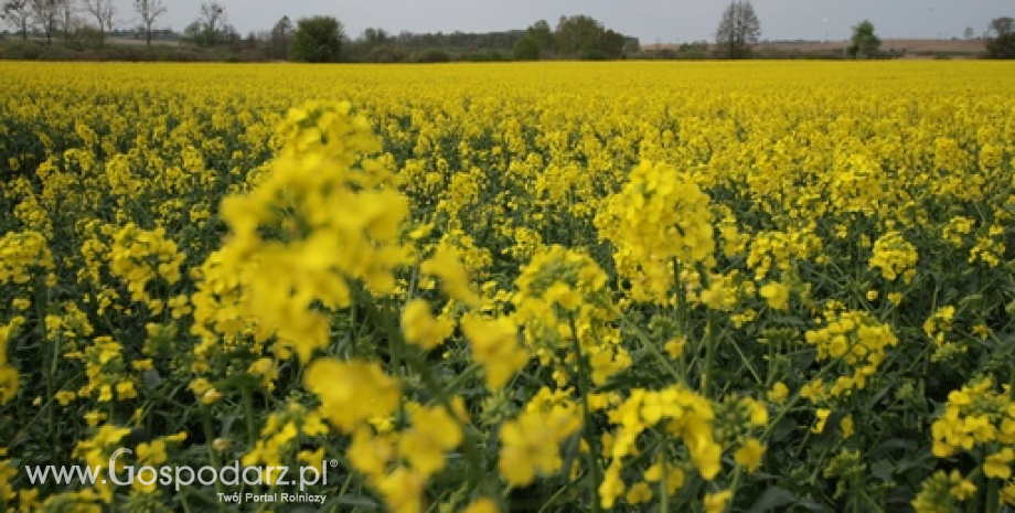 Zbiory oleistych będą o 36 mln ton wyższe niż w sezonie 2015/2016