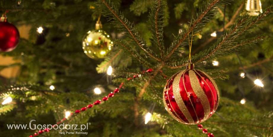 Choinkowe ABC, czyli jak postępować z żywym drzewkiem bożonarodzeniowym