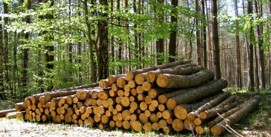 Zmiany zasad sprzedaży drewna od 2016 r.