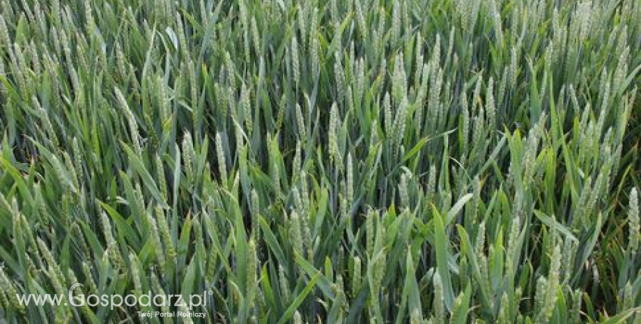 Notowania zbóż i oleistych. USDA progozuje wzrost zapasów pszenicy (9.02.2016)