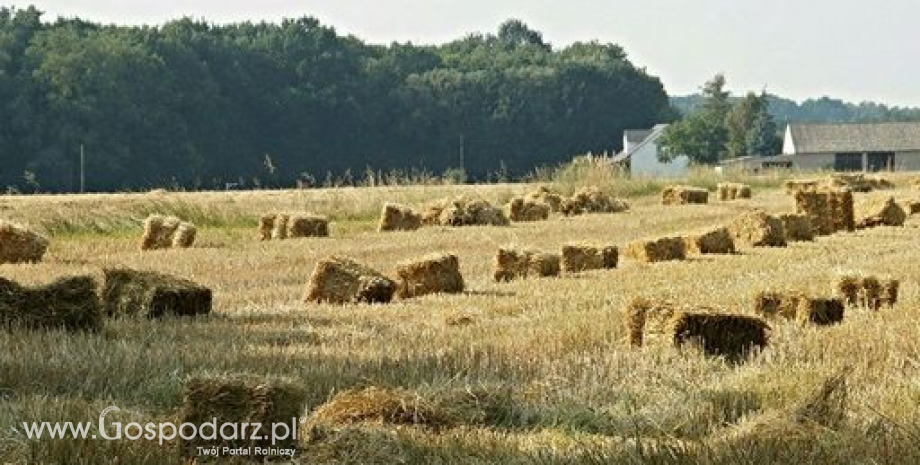 Zbiory pszenicy w UE spadną do niespełna 137 mln ton