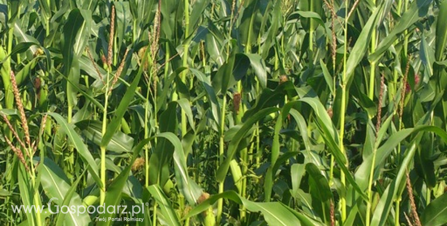 Niższe prognozy zbiorów zbóż na Ukrainie