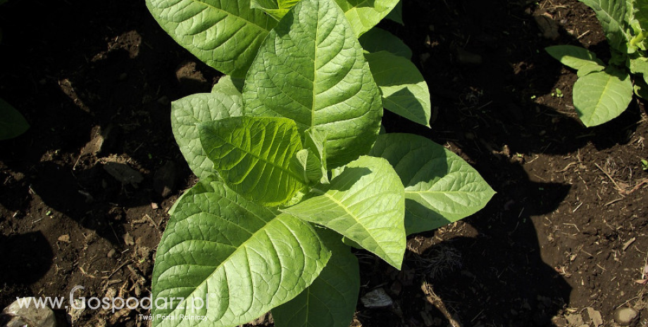 Obroty handlowe tytoniem i wyrobami tytoniowymi