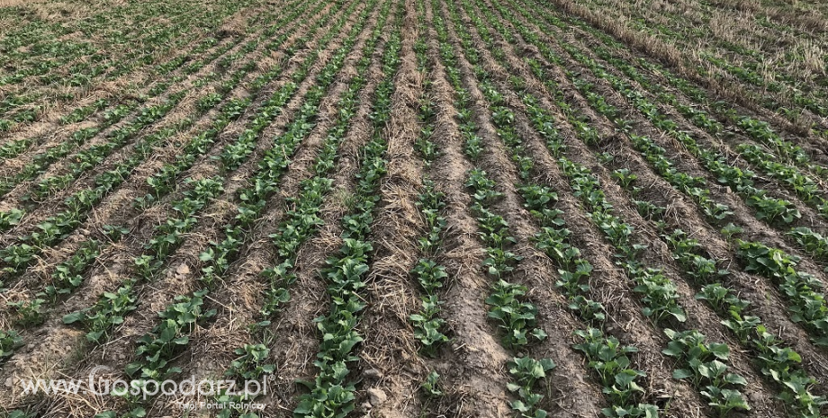 Jak poprawić precyzję wysiewu rzepaku?