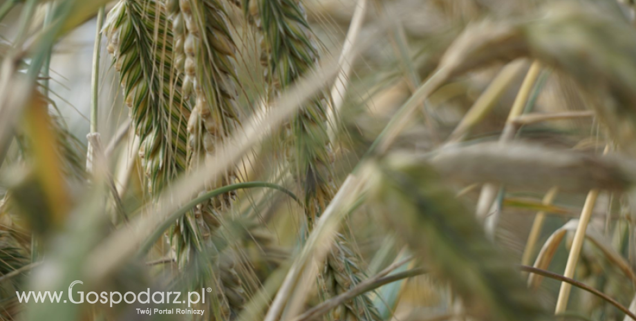 Prognozowanie powierzchni upraw rolnych i ogrodniczych z wykorzystaniem teledetekcji satelitarnej