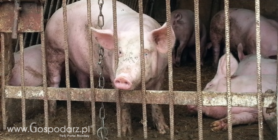 Odszkodowania dla hodowców świń poddanych ubojowi w ramach Programu bioasekuracji skierowanemu przeciwko szerzeniu ASF