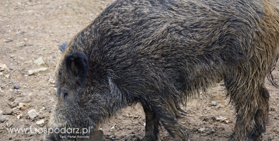 1118 przypadków afrykańskiego pomoru świń (ASF) u dzików