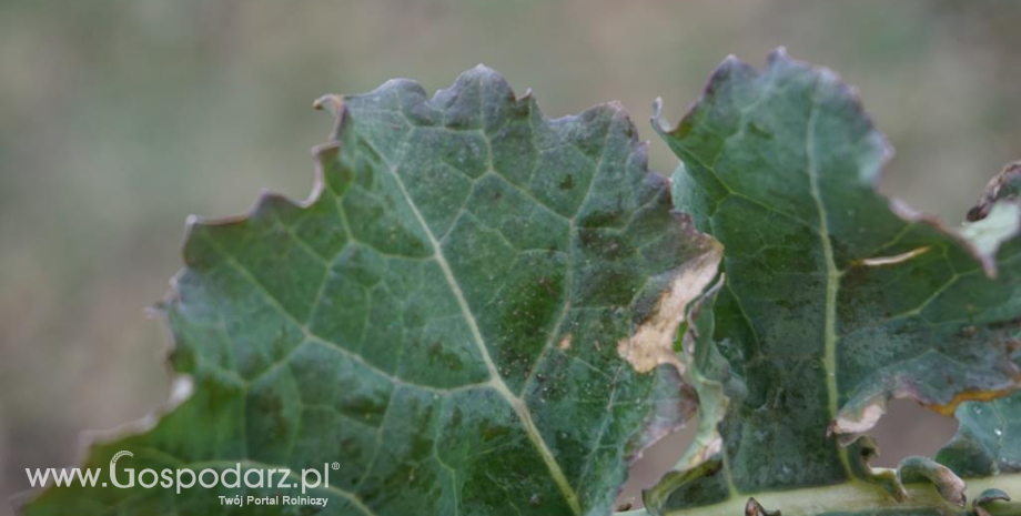 Chrząszcze chowacza brukwiaczka na plantacjach rzepaku