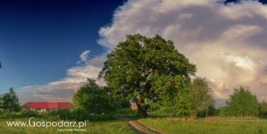 Dąb Słowianin polskim kandydatem w konkursie Europejskie Drzewo Roku