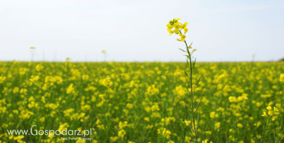 Ceny oleistych na giełdach światowych - 29.08.2012