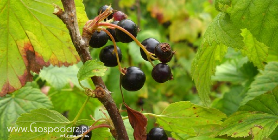 Pomoc dla producentów czarnej porzeczki