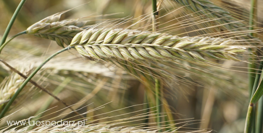 Duży wzrost zasiewów i zbiorów zbóż jarych. Tegoroczną produkcję zbożową w Polsce szacuje się na 26 mln ton