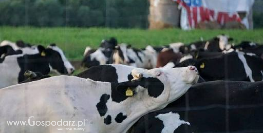 Prognoza sytuacji na unijnym rynku mleka