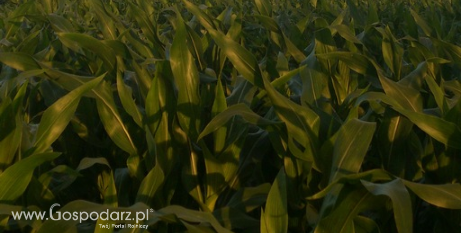 Obawy o stan amerykańskich upraw kukurydzy skłoniły inwestorów do realizacji zysków (20.08.2013)