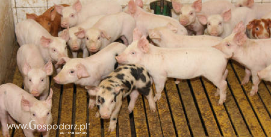 Ceny skupu świń rzeźnych (31.07.2022)