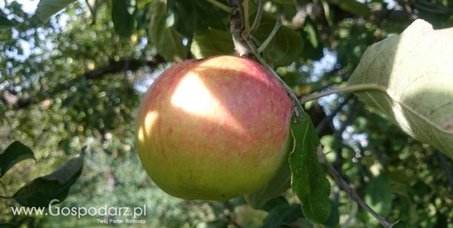Mniejsze zbiory jabłek we Francji
