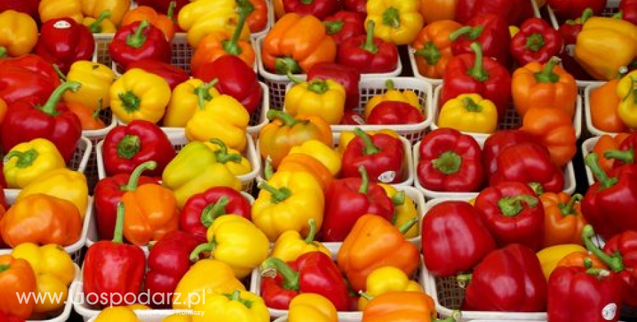 Holandia - światowy lider w eksporcie warzyw