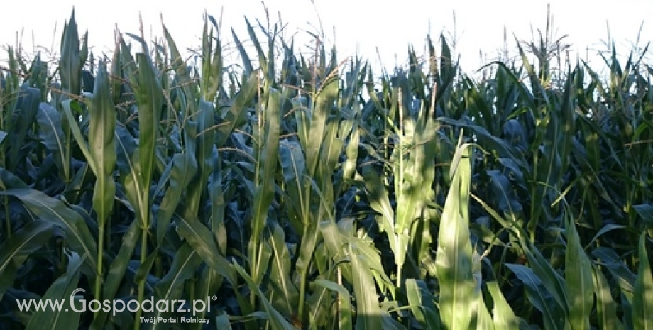 Historyczny poziom cen kukurydzy w Rosji