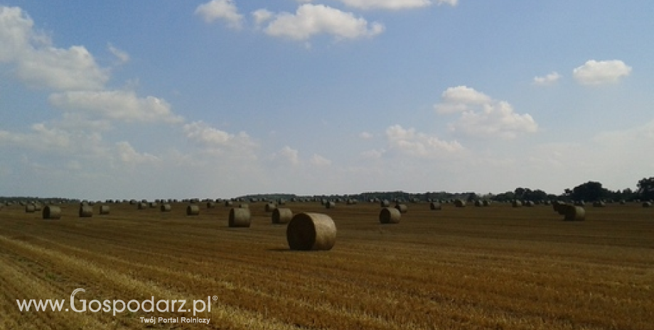 Niższe zbiory zbóż i rzepaku w Czechach