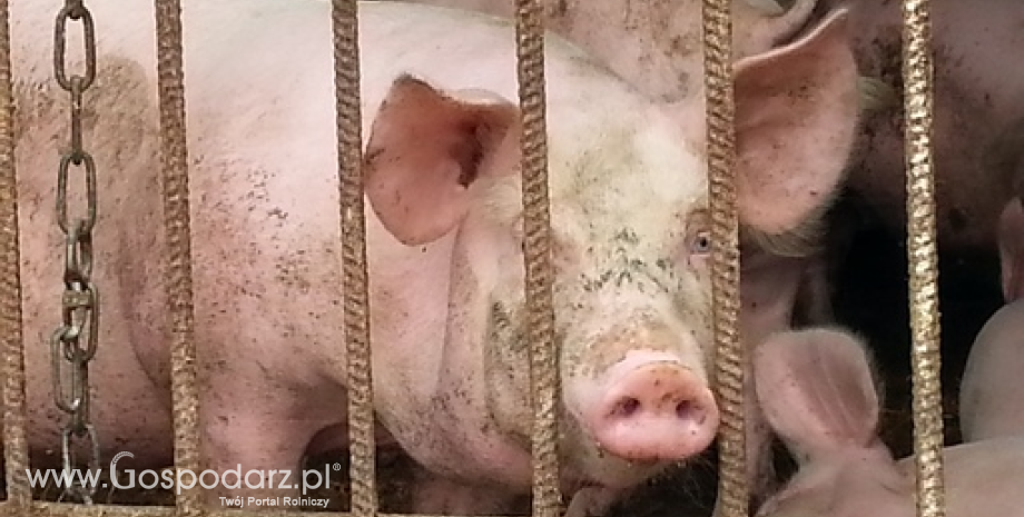 Komisja przyjmuje nowe standardy intensywnego chowu drobiu i świń