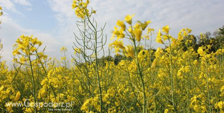 Przyszłość biopaliw w gestii PE