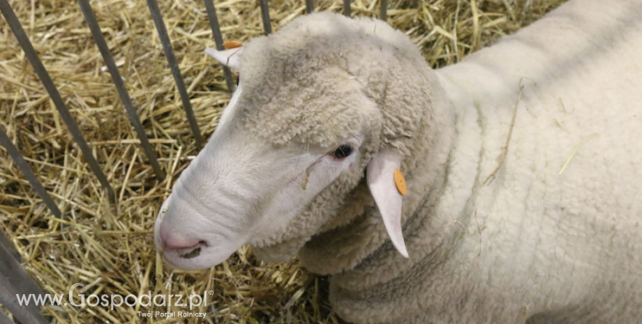 Stwierdzenie 27-34 ogniska choroby niebieskiego języka (BT) w 2025 r.