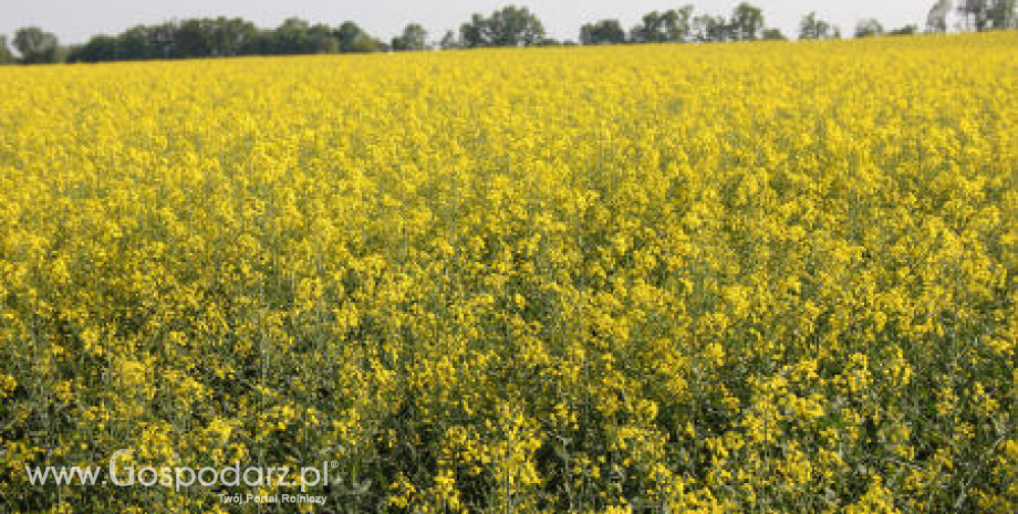 Ceny oleistych na giełdach światowych - 29.06.2012