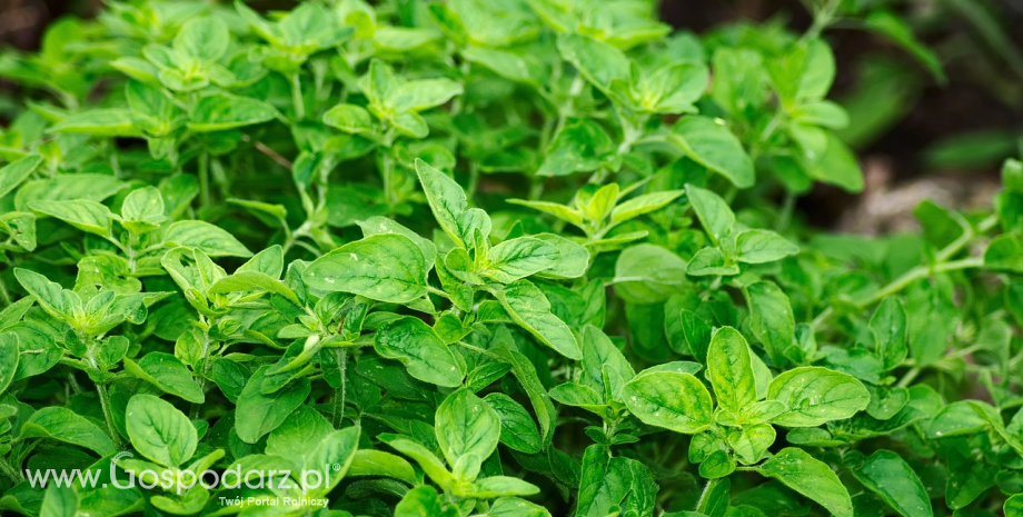 Oregano czy nie oregano? Oto jest pytanie