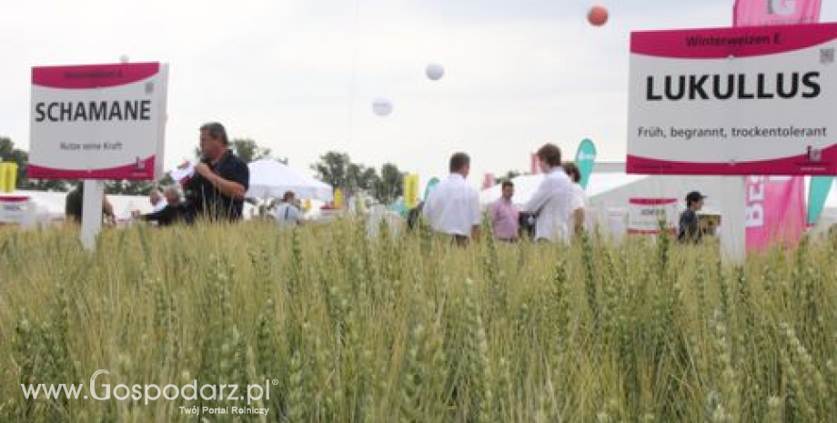 Ceny zbóż na giełdach krajowych