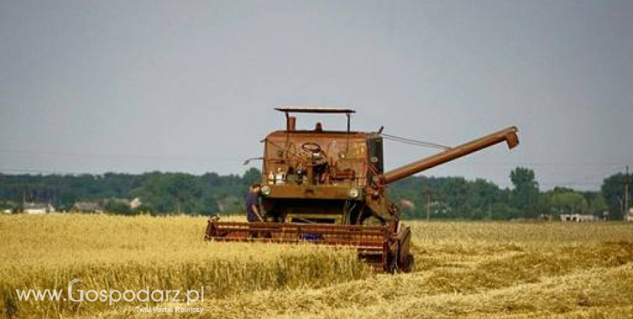 Prognozy zbiorów pszenicy zwiększono do 745 mln ton