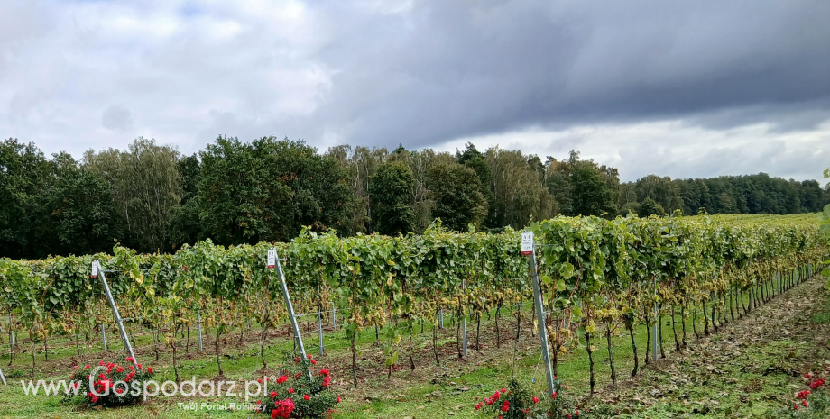 Róże w winnicach - piękno, tradycja i naturalna ochrona winorośli