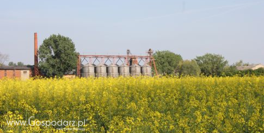 Ceny oleistych na giełdach światowych - 31.07.2012