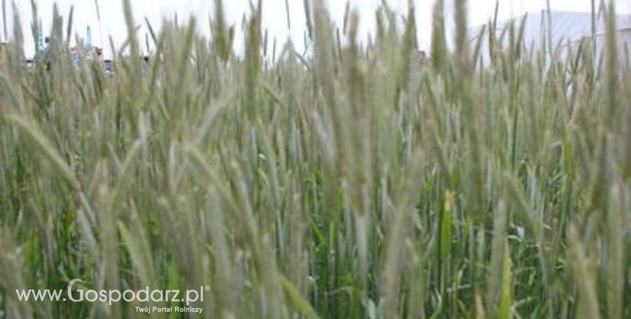 Kazachstan – Silny spadek zbiorów zbóż