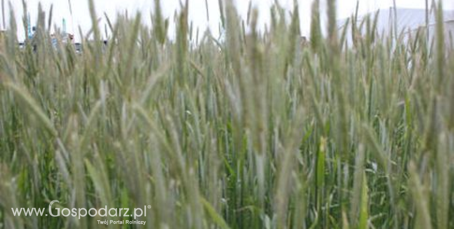 Kontrakty na zboża odrabiają straty z początku tygodnia (25.04.2014)