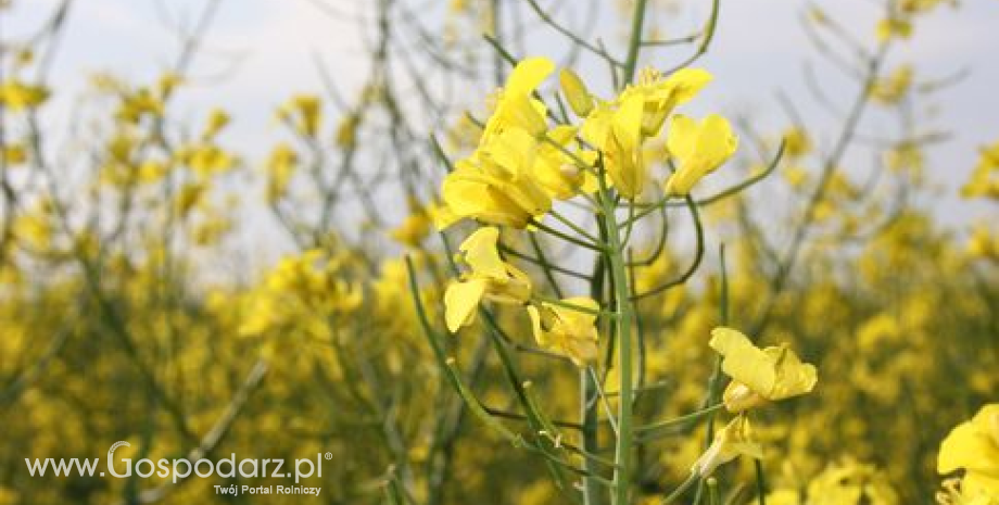 Oleiste rozpoczęły tydzień od wzrostów przed środowym raportem USDA (9.04.2013)