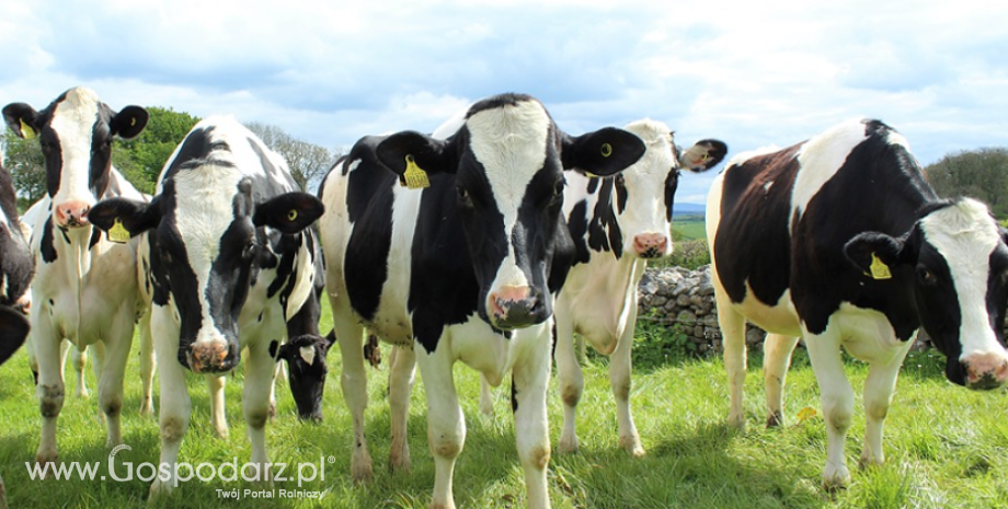 Do końca lipca można składać wnioski dotyczące refundacji kosztów zakupu jałówek hodowlanych ras mlecznych