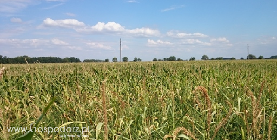 Krajowa produkcja kukurydzy